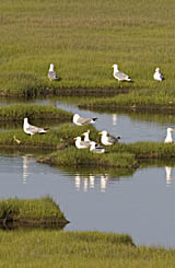 Salt marsh with herring gulls